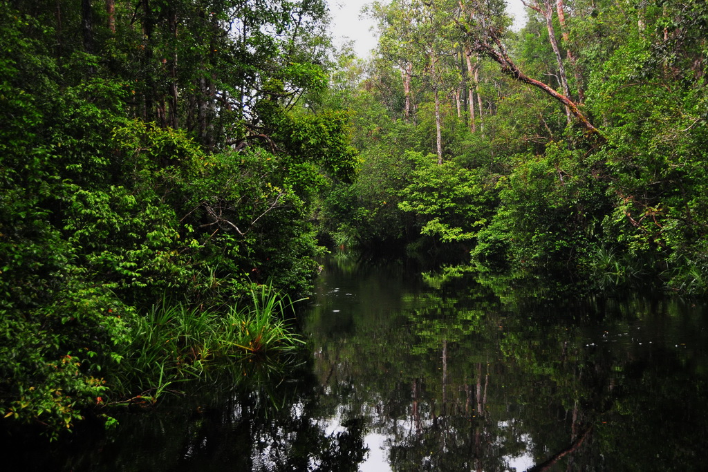 Tanjung Puting NP