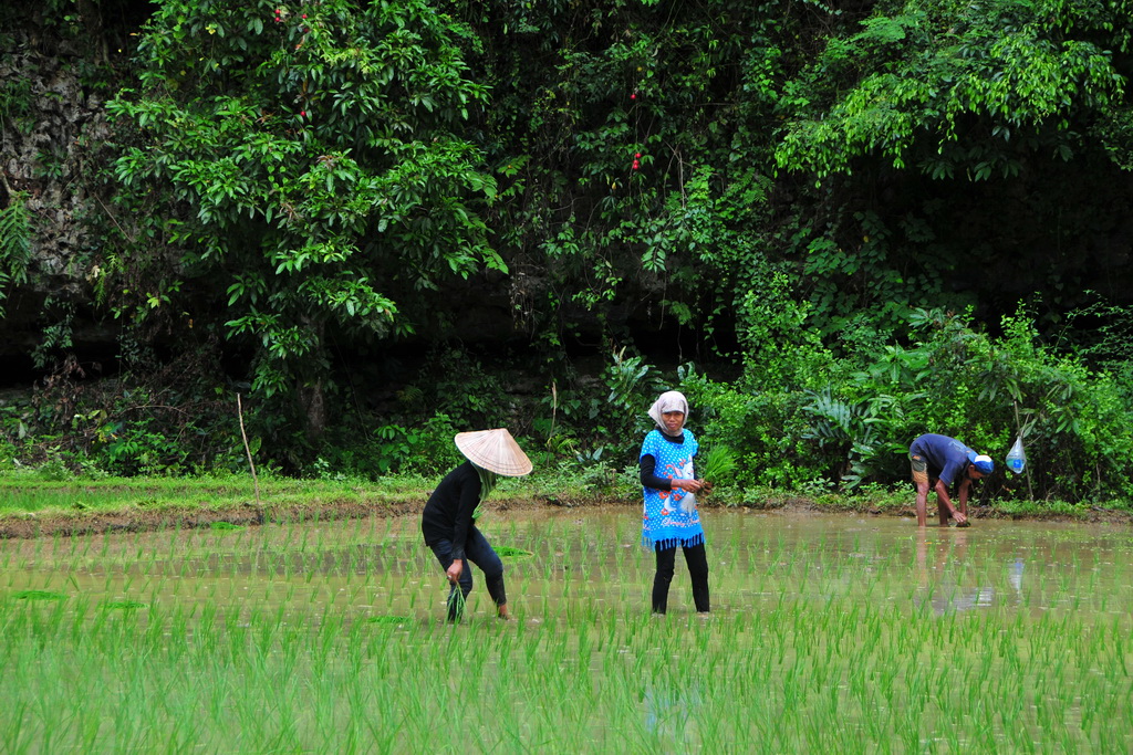 Bantimurung (Maros)