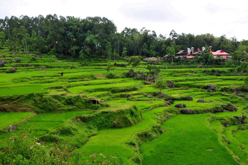Tana Toraja