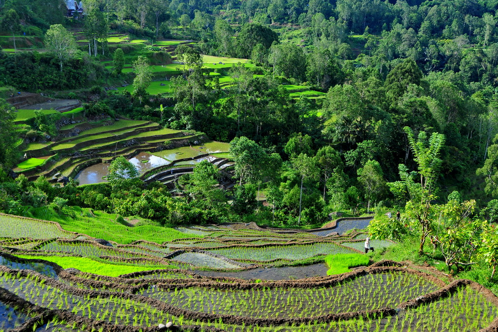 Tana Toraja