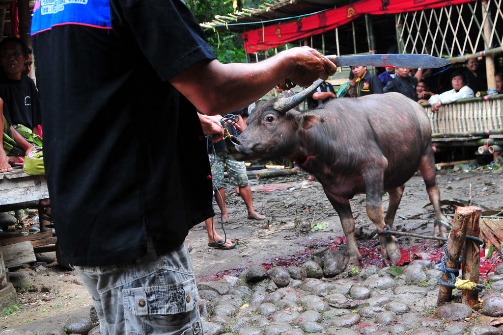 Funeral Ceremony, Toraja
