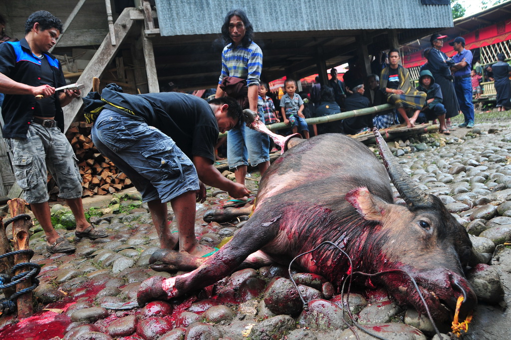 Funeral Ceremony, Toraja