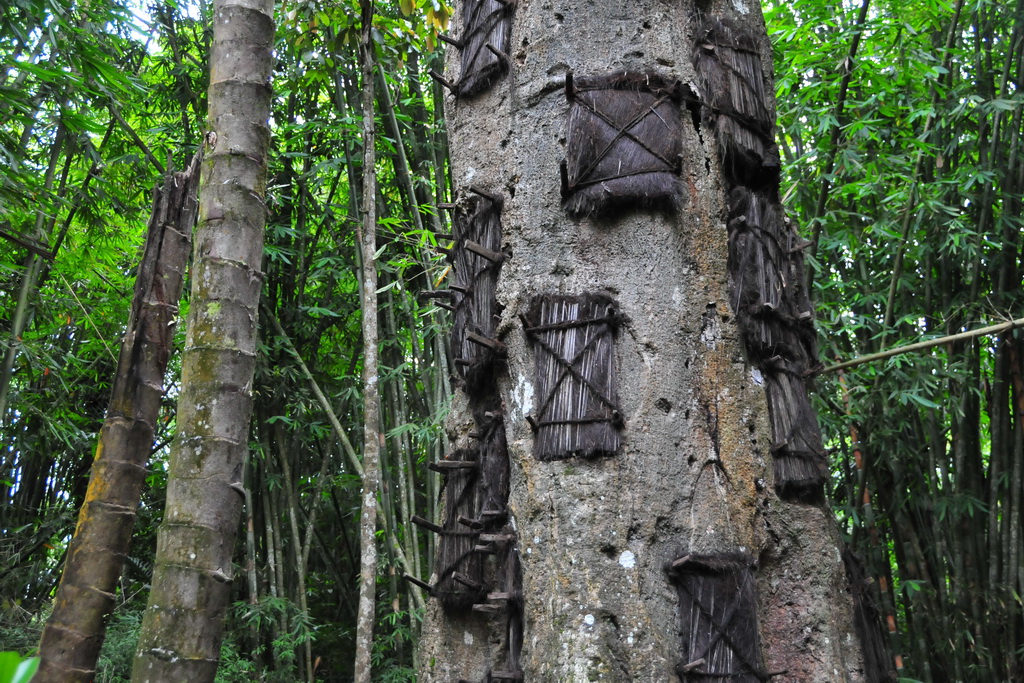 Baby Graves, Toraja