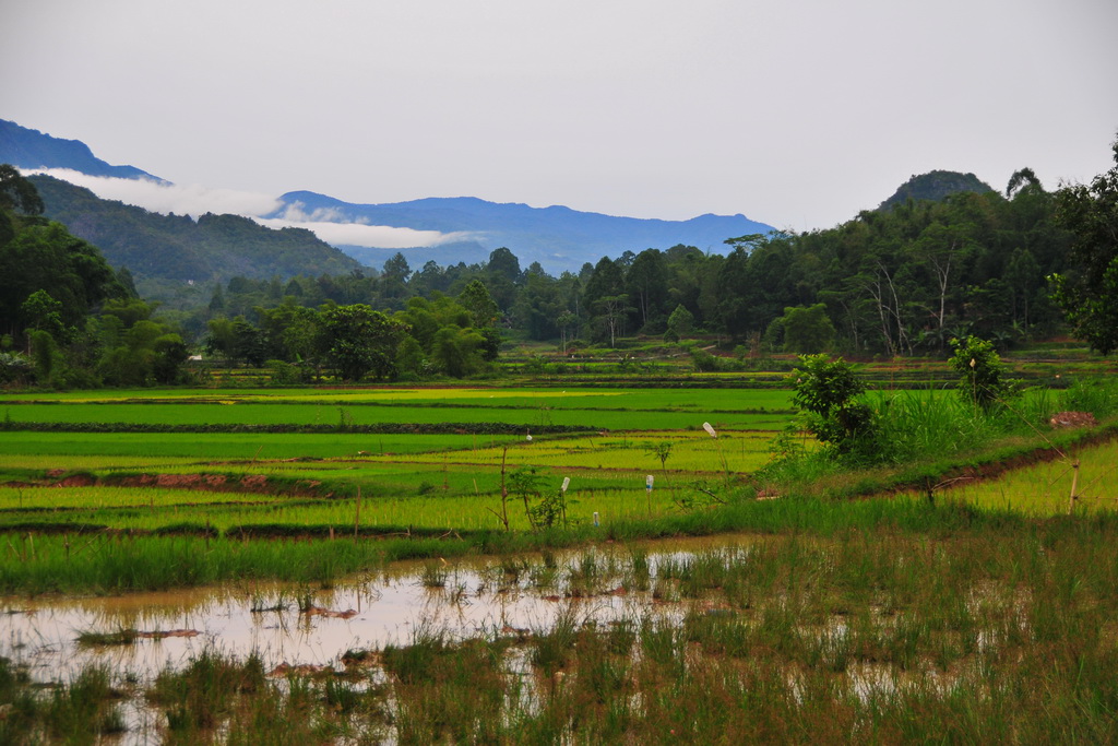 Tana Toraja