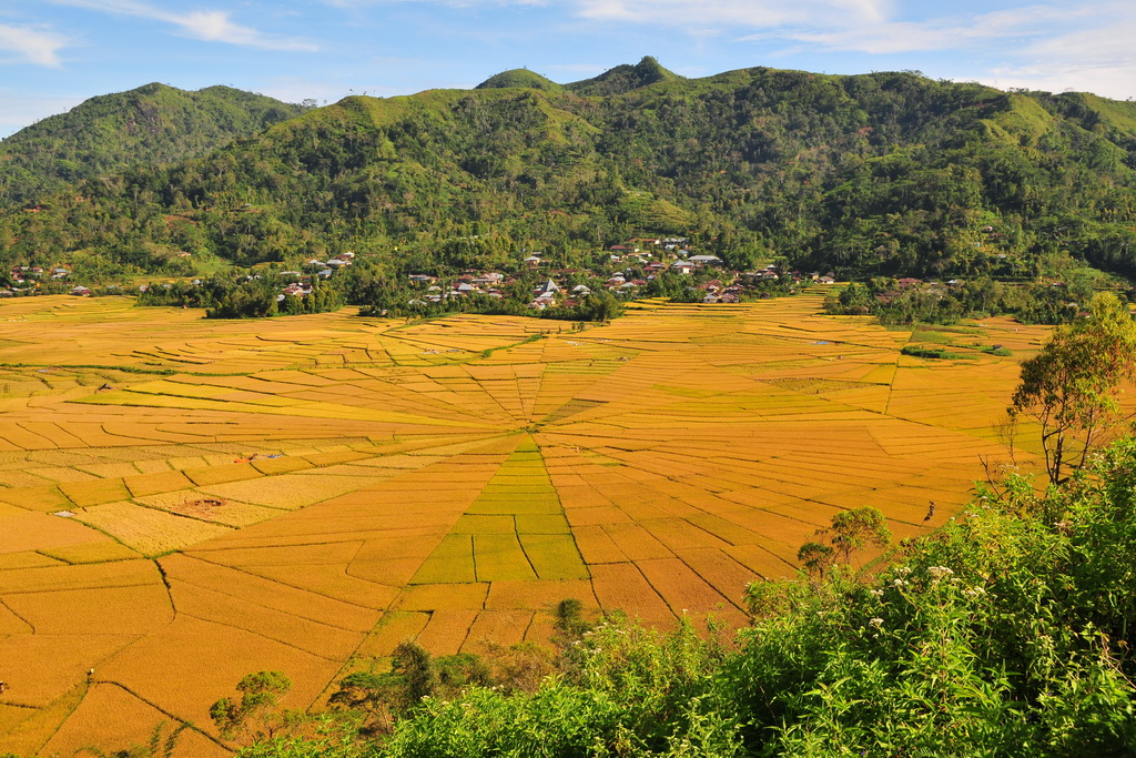 Rice fileds near Ruteng