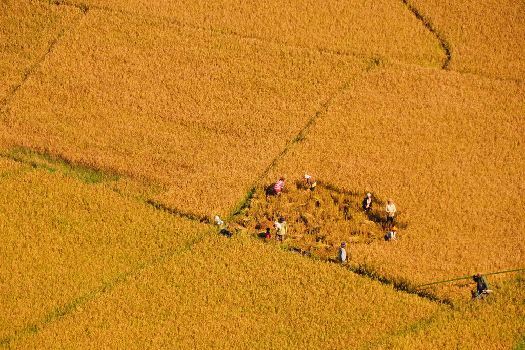 Rice fileds near Ruteng