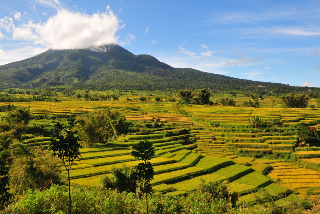 Rice fileds near Ruteng