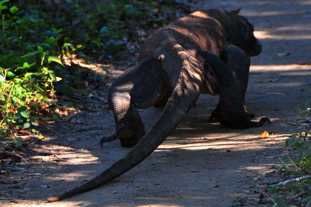 Komodo Dragon (Rinca)