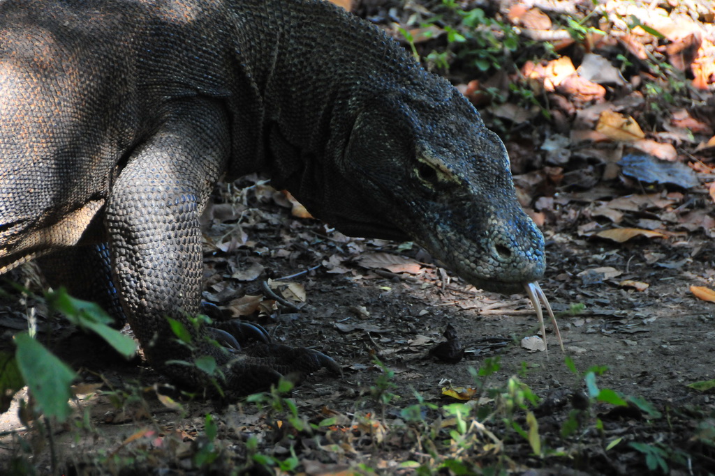 Komodo Dragon (Rinca)
