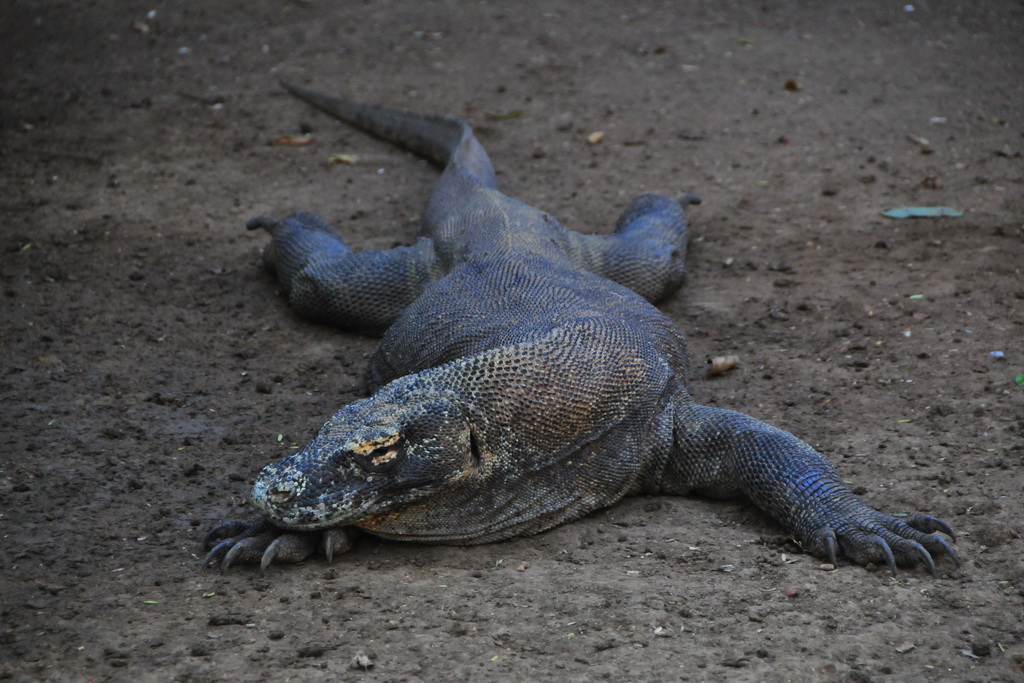 Komodo Dragon (Rinca)