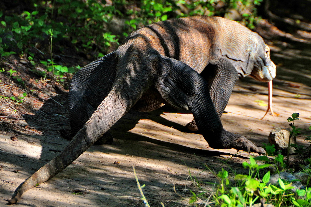 Komodo Dragon (Rinca)