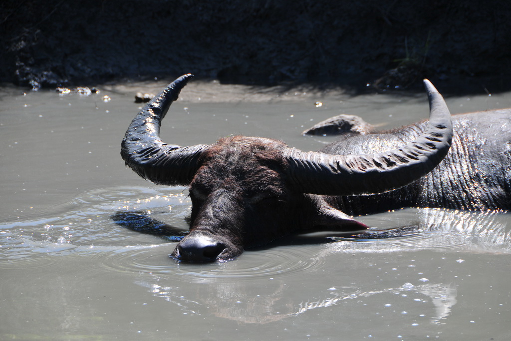 Buffalo (Rinca)