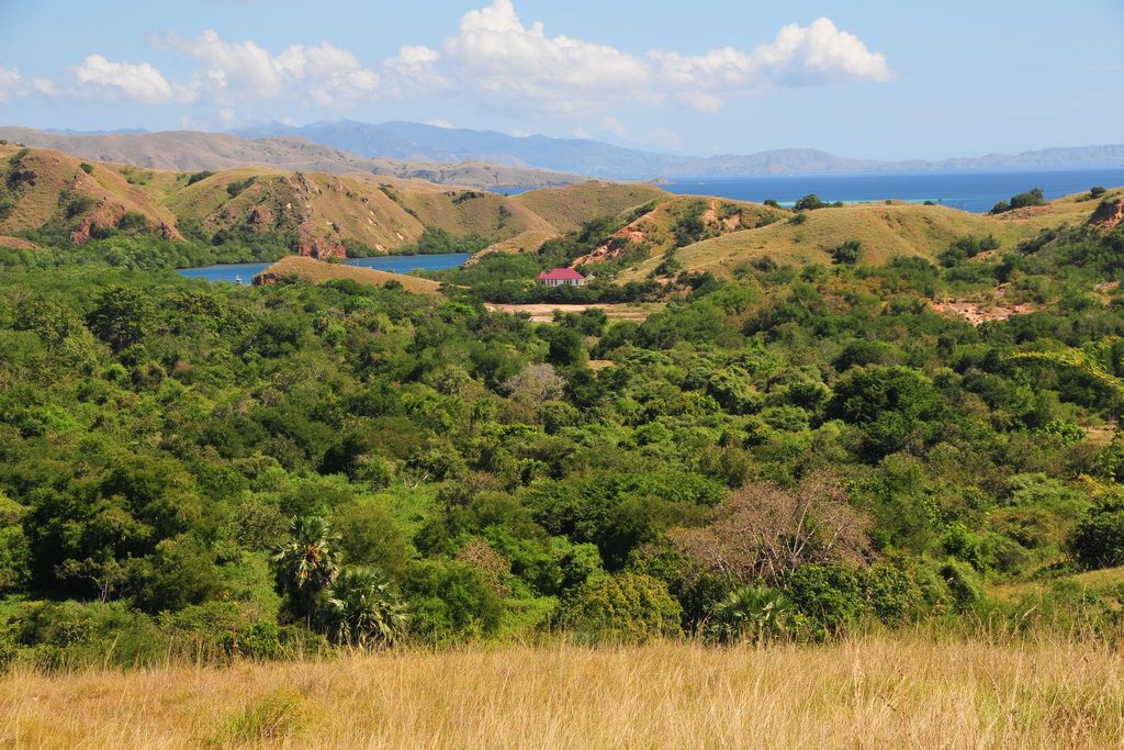 Rinca