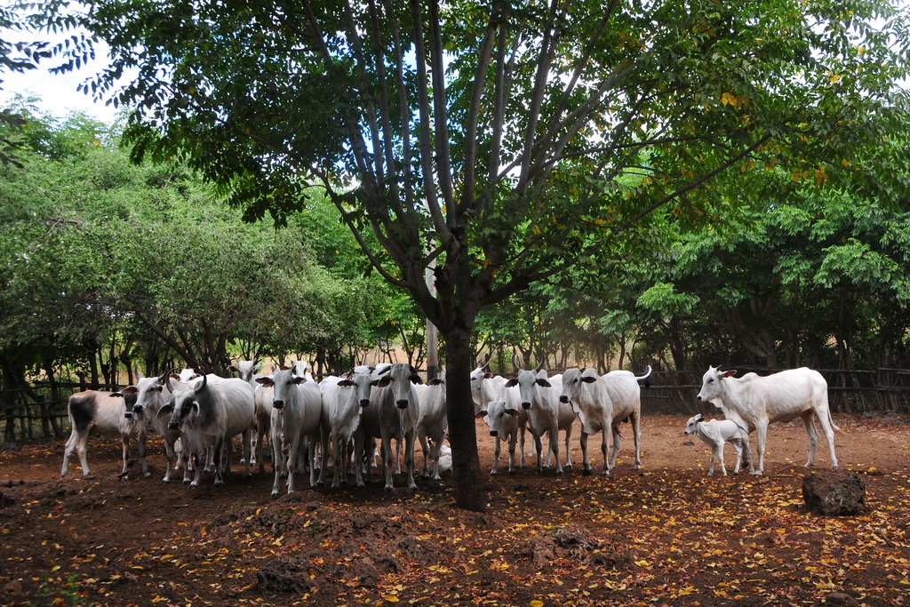 Mangili region