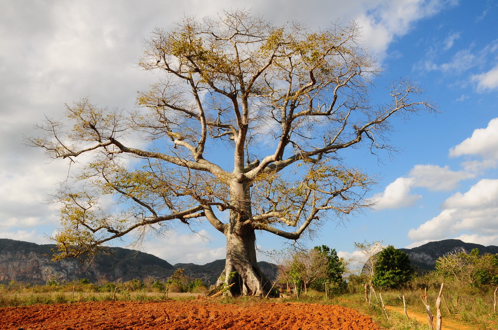 Maravillas de Viñales