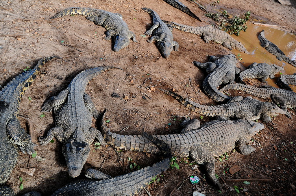 Crocodile Farm