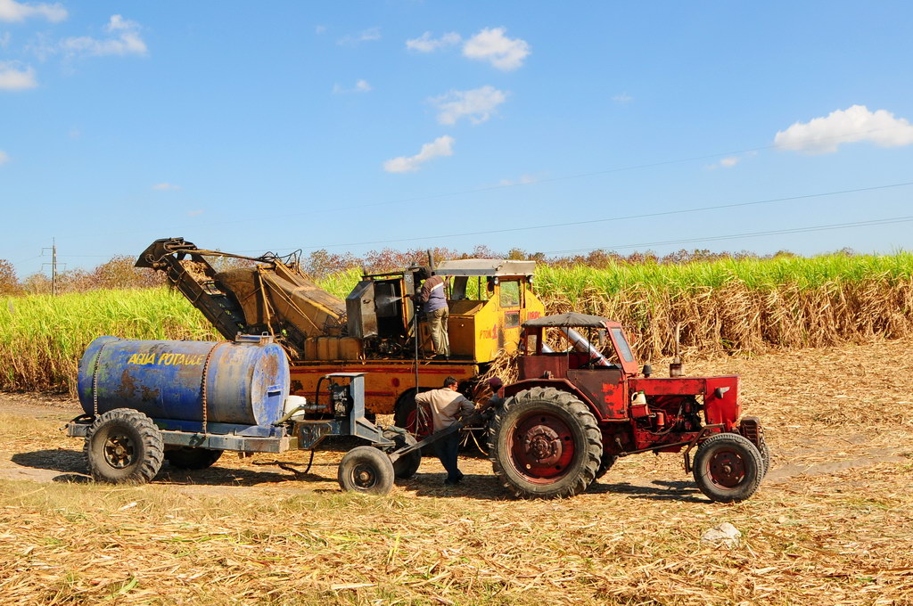 Sugar Cane