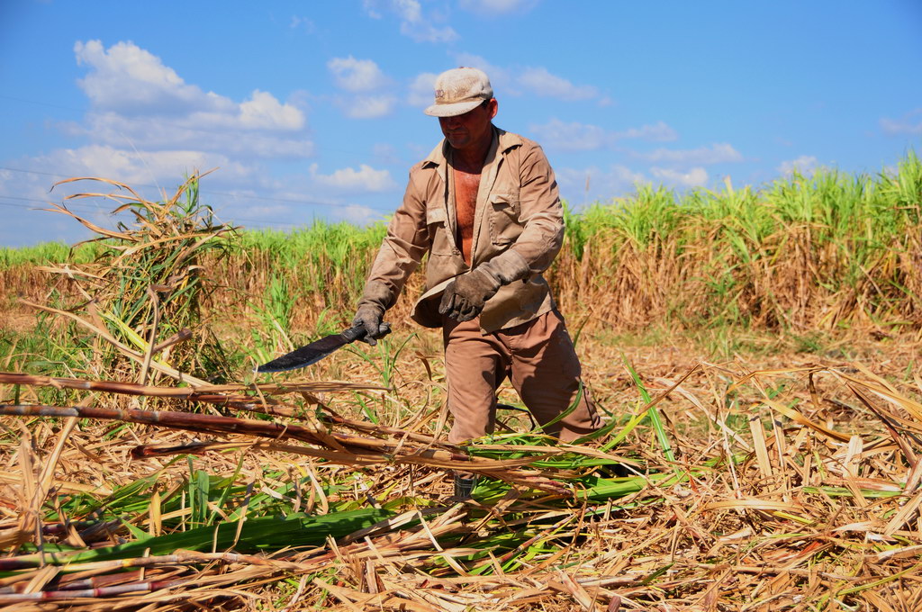 Sugar Cane